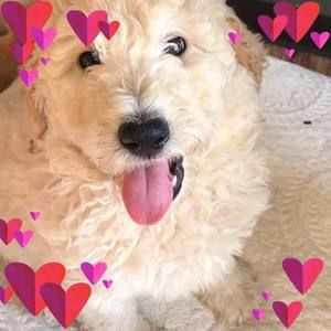 Meet your Posher, Pam